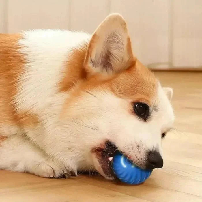 🐱 WaveBall™ | Pelota Inteligente | recargable | Interactiva para gatos y perros | OFERTA 2X1 SOLO HOY | compra una unida y llévate el segundo GRATIS